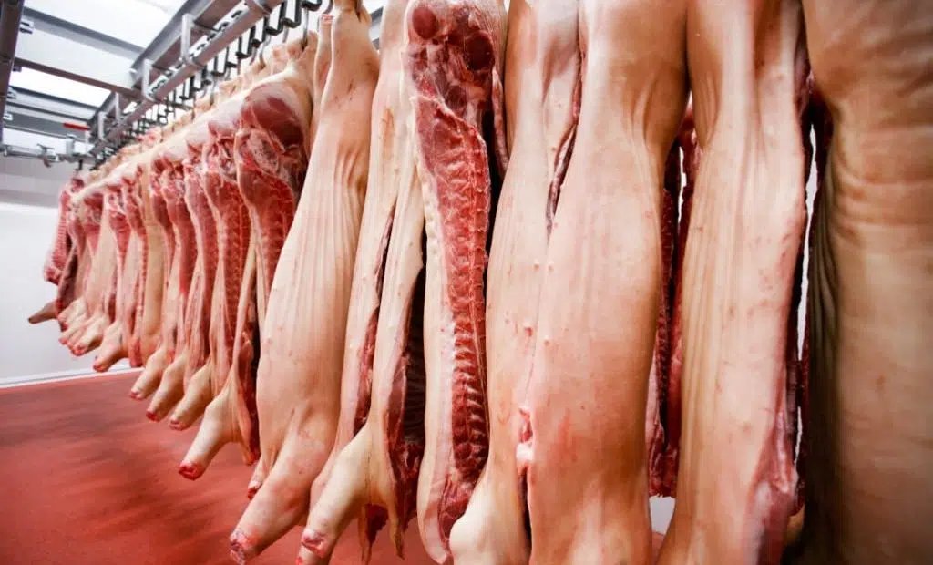 Carcaças suínas — frigorífico de suínos