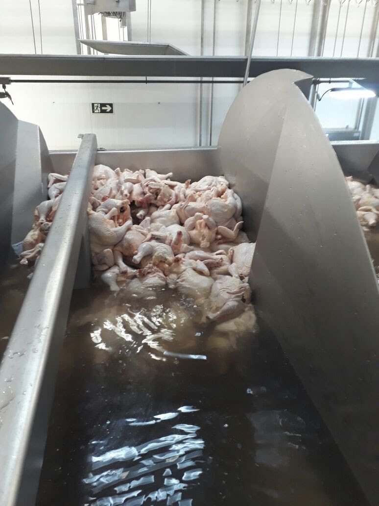 Frango no chiller — frigorífico de aves